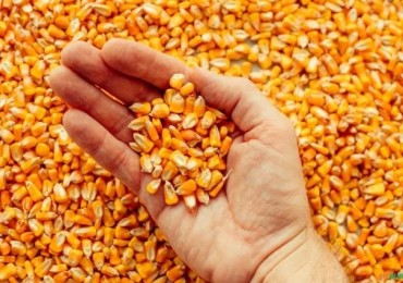 Colheita da safrinha de milho atinge 27% da área, aponta AgRural